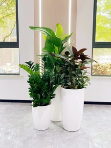 揭秘宁波前湾盆景租赁价格，别错过重要信息！