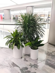 宁波海曙植物租摆公司